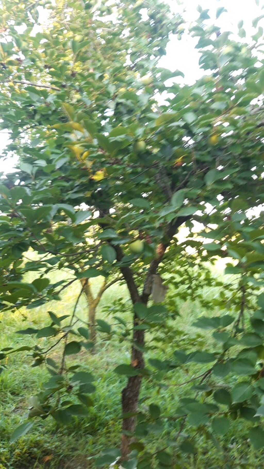 300 sot, Biznes üçün, Mülkiyyətçi, Kupça (Çıxarış)