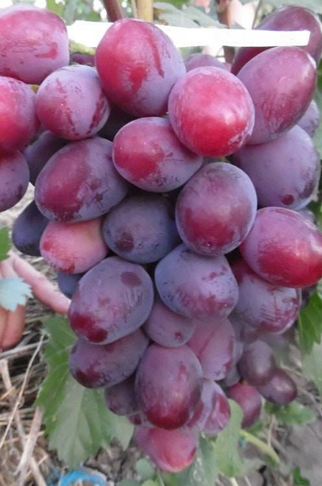 виноград эверест фото