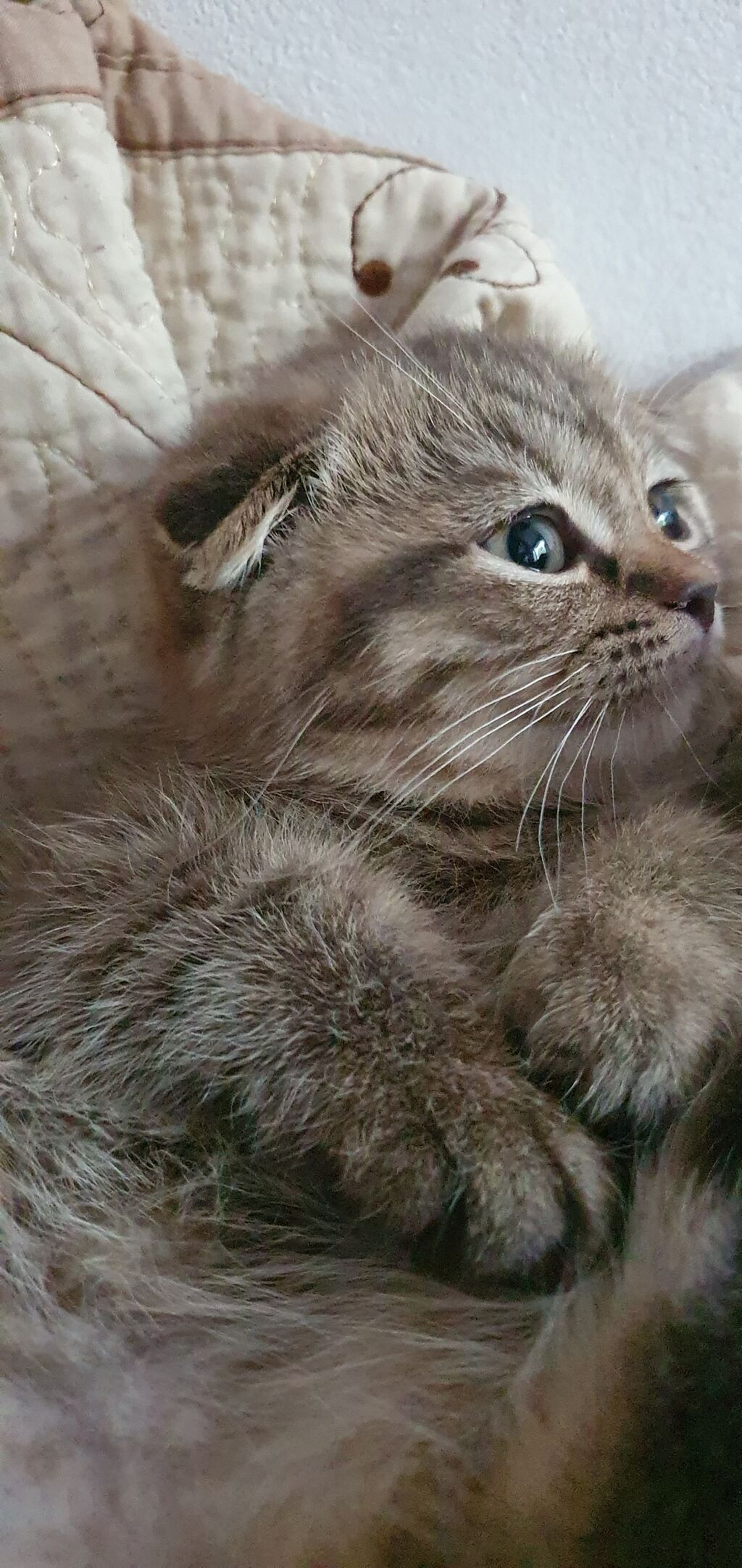 Скотиш Фолд (Шотландская вислоухая), 2 месяца, Девочка, Золотая шиншилла, Метис, Приучена к лотку, Проглистована: фото 2