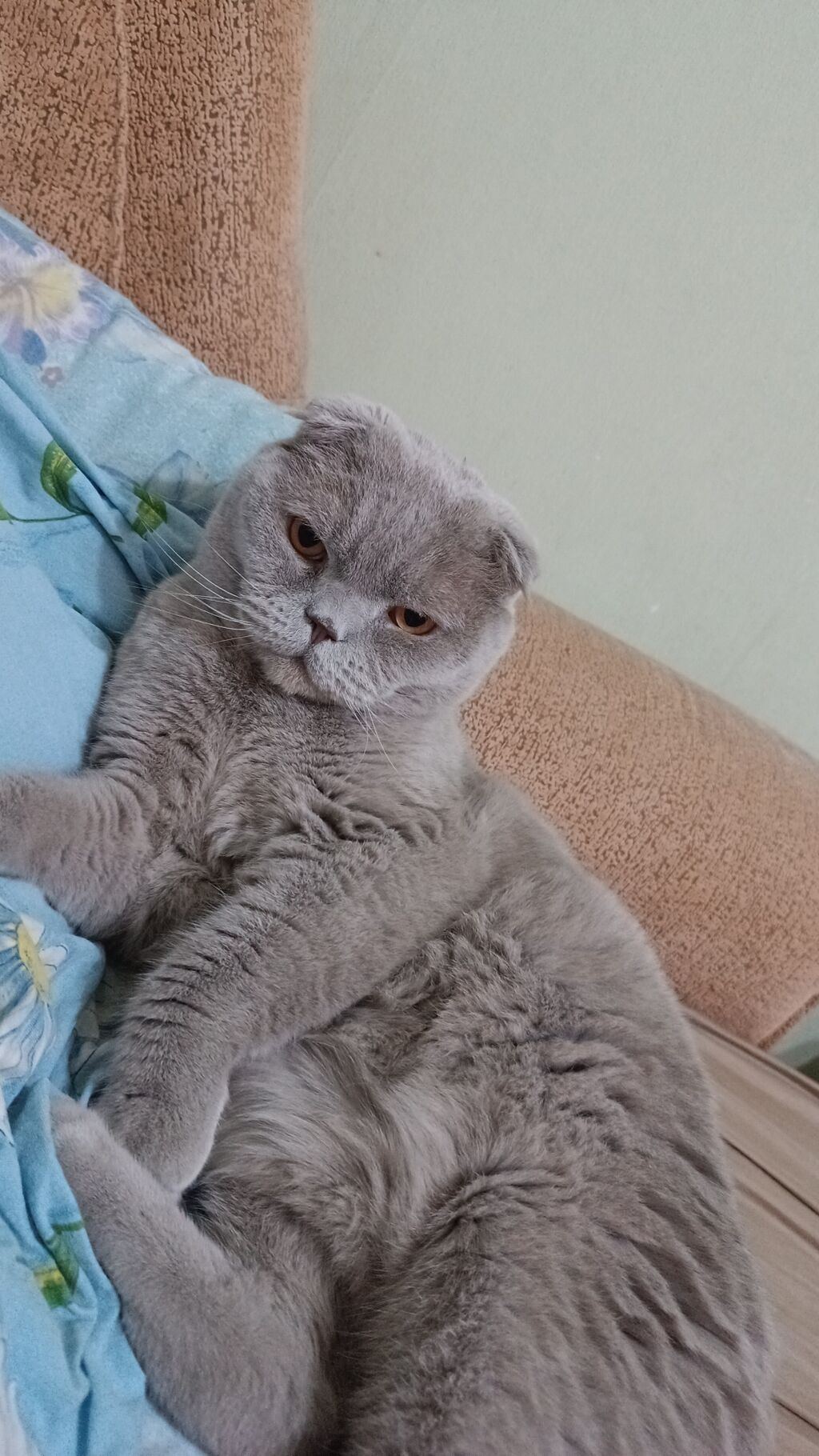 Шотландская вислоухая кошка (Scottish Fold), окрас — лиловый Пропал: фото 3