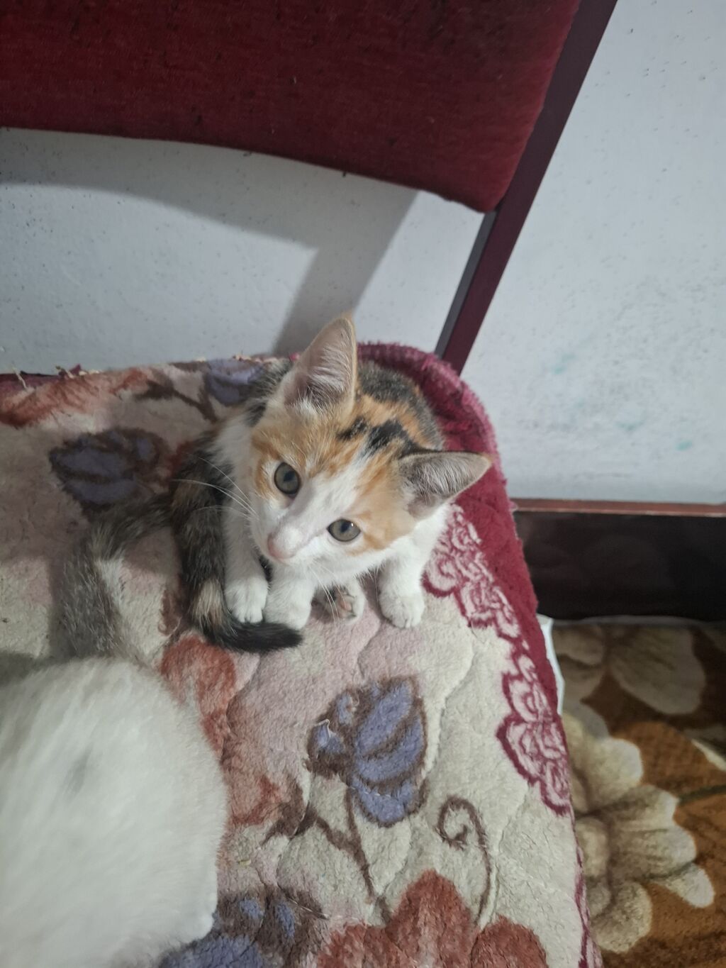 Кошка даром: Беспородная, 2 месяца, Девочка, Приучена к лотку — фото 3
