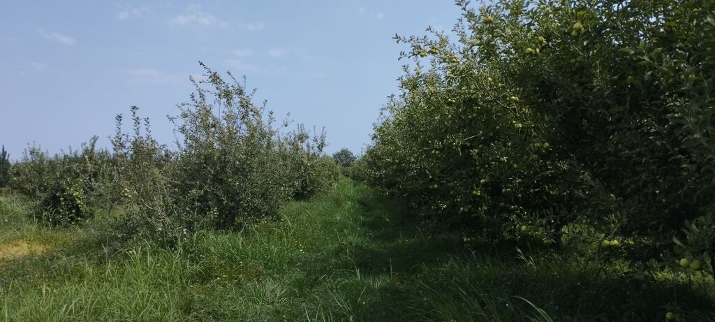 Torpaq, 115 sot, satılır, Quba — 9