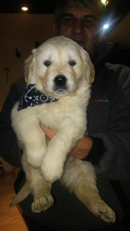Για σκύλους: Labrador Retriever Λαμπραντόρ Ριτρίβερ σοκολάτα σε lalafo.gr Labrador Retriever Λαμπραντόρ Ριτρίβερ σοκολάτα σε Αθήνα