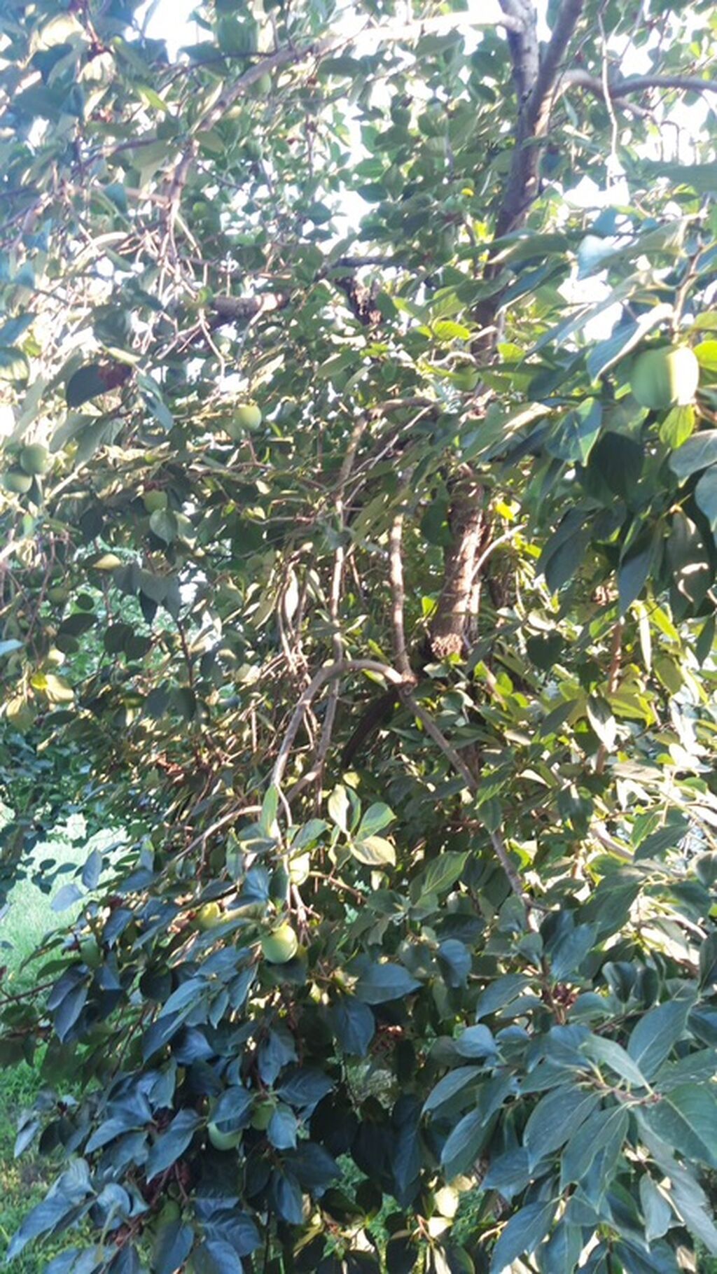 300 sot, Biznes üçün, Mülkiyyətçi, Kupça (Çıxarış)