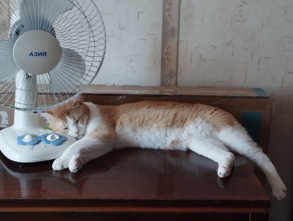 Кошка даром: Беспородная, 1 год, Мальчик, Кастрирована: фото 6
