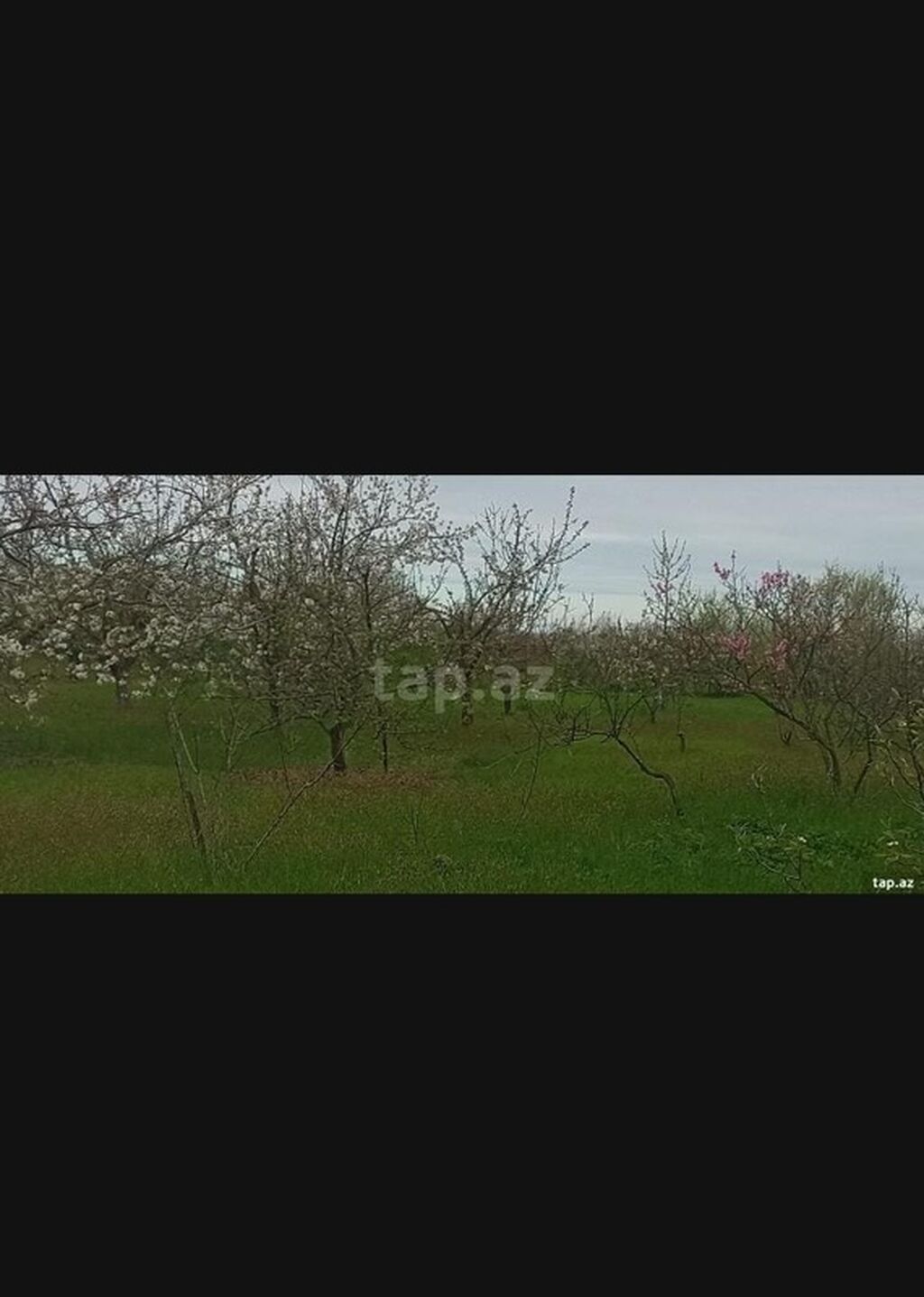 Kənd təsərrüfatı, Makler, Kupça (Çıxarış)