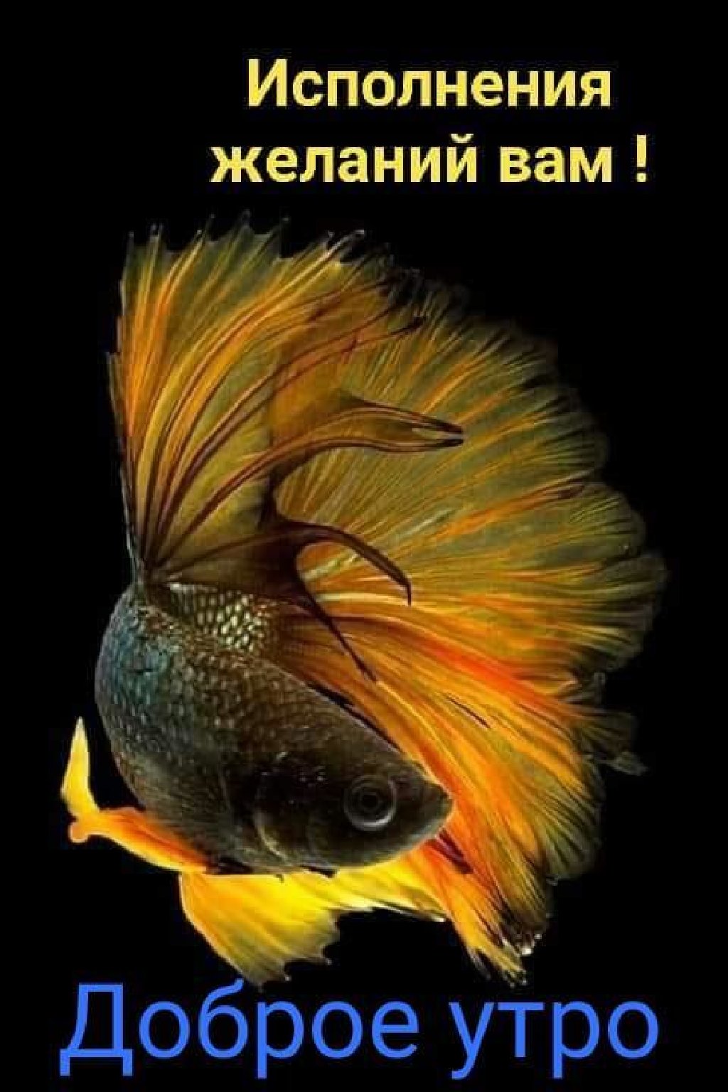 Золотая рыбка на темном фоне