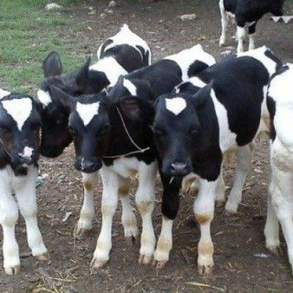 Холмогоры бычки