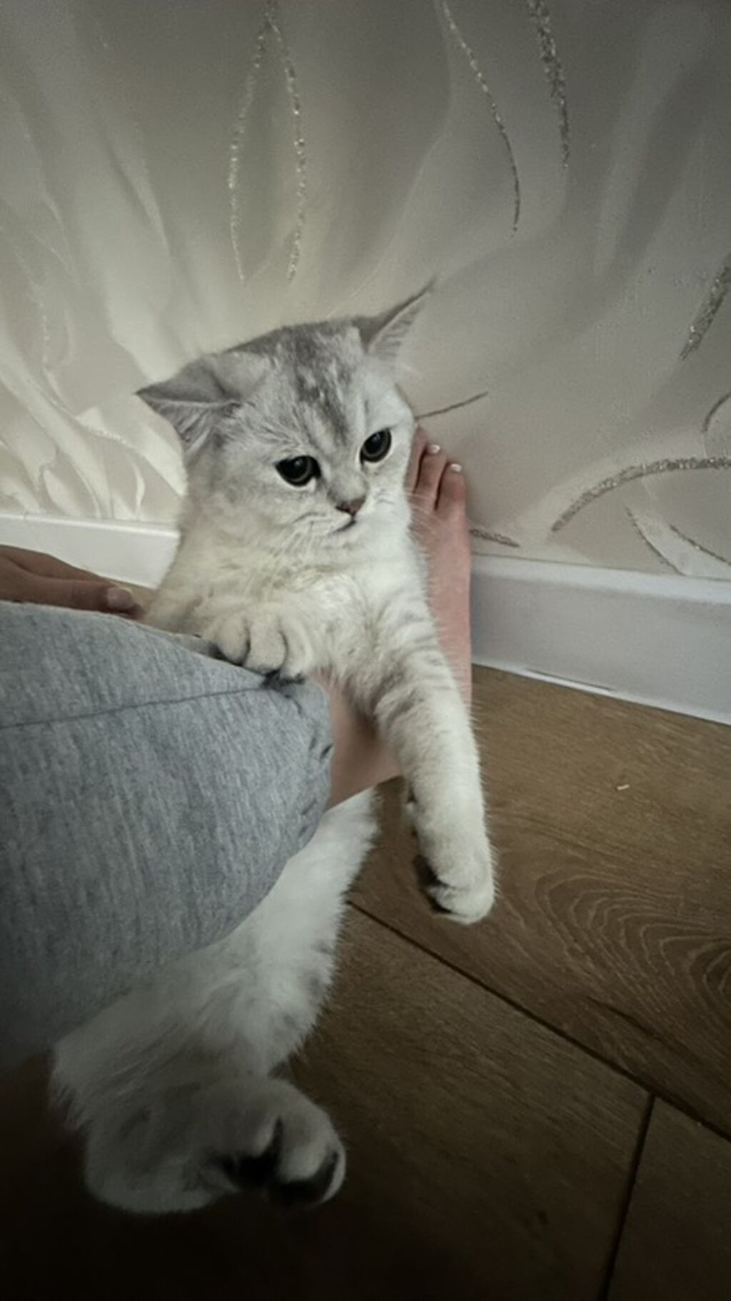 Британский котёнок, серебристая шиншилла, 7 месяцев: фото 2