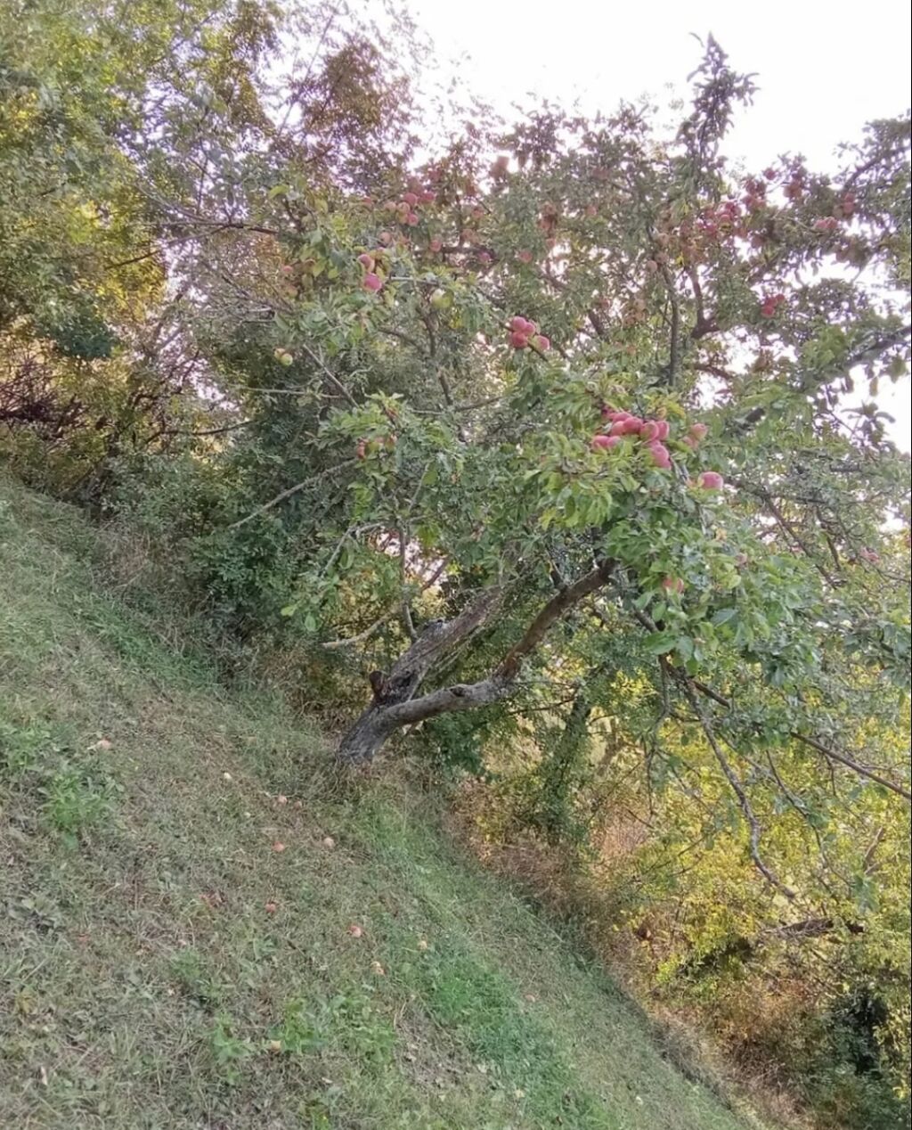 6 sot, Tikinti, Mülkiyyətçi, Kupça (Çıxarış)