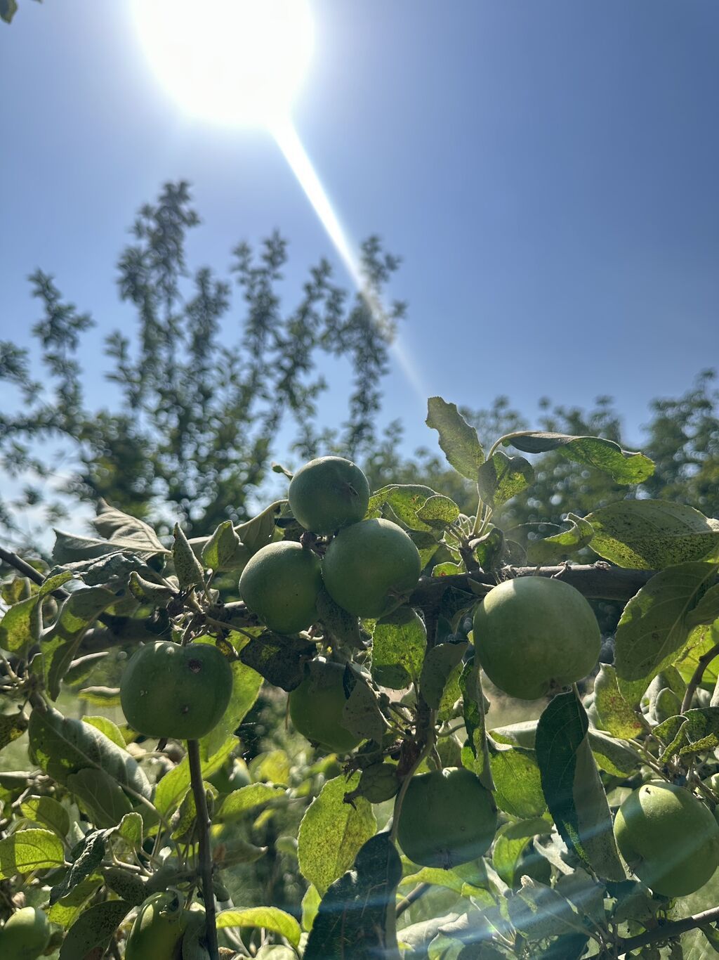 3 sot, Tikinti, Mülkiyyətçi, Kupça (Çıxarış)