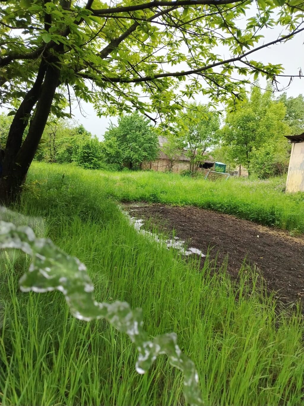 Satılır: yaşıllıqla əhatə olunmuş həyətyanı torpaq sahəsi - Geniş
