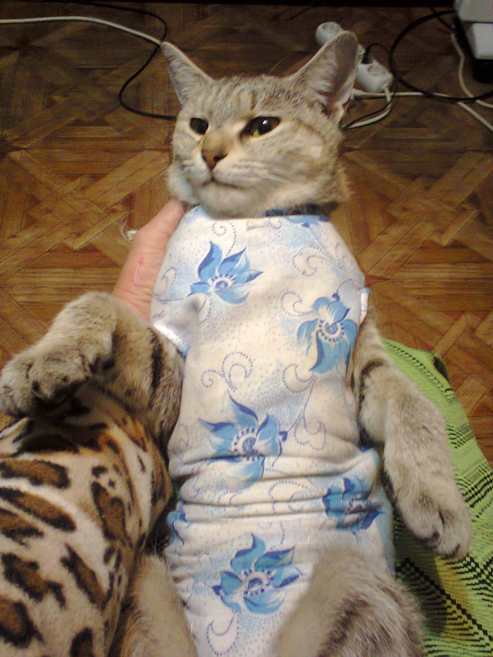 Другие животные: на lalafo.tj в Душанбе