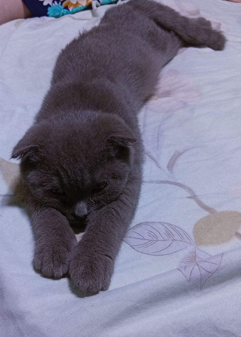 Шотландская вислоухая, скоттиш-фолд, кошка, нужен кот для вязки: фото 3