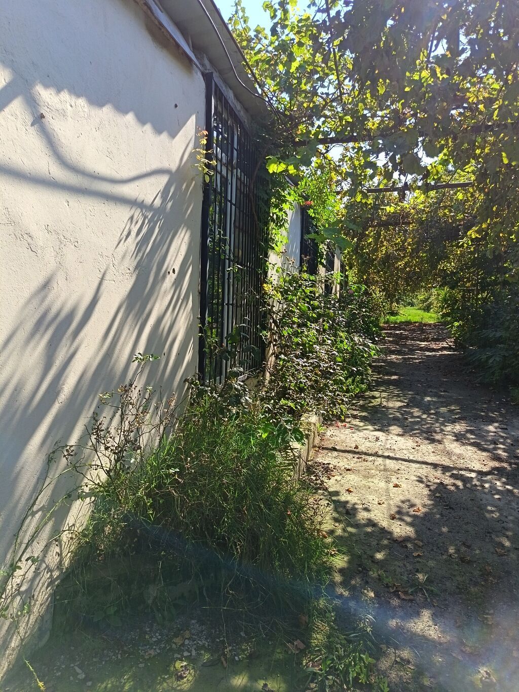 Yaşıl həyətli fərdi ev sahəsi - Geniş həyət: betonlanmış keçid və