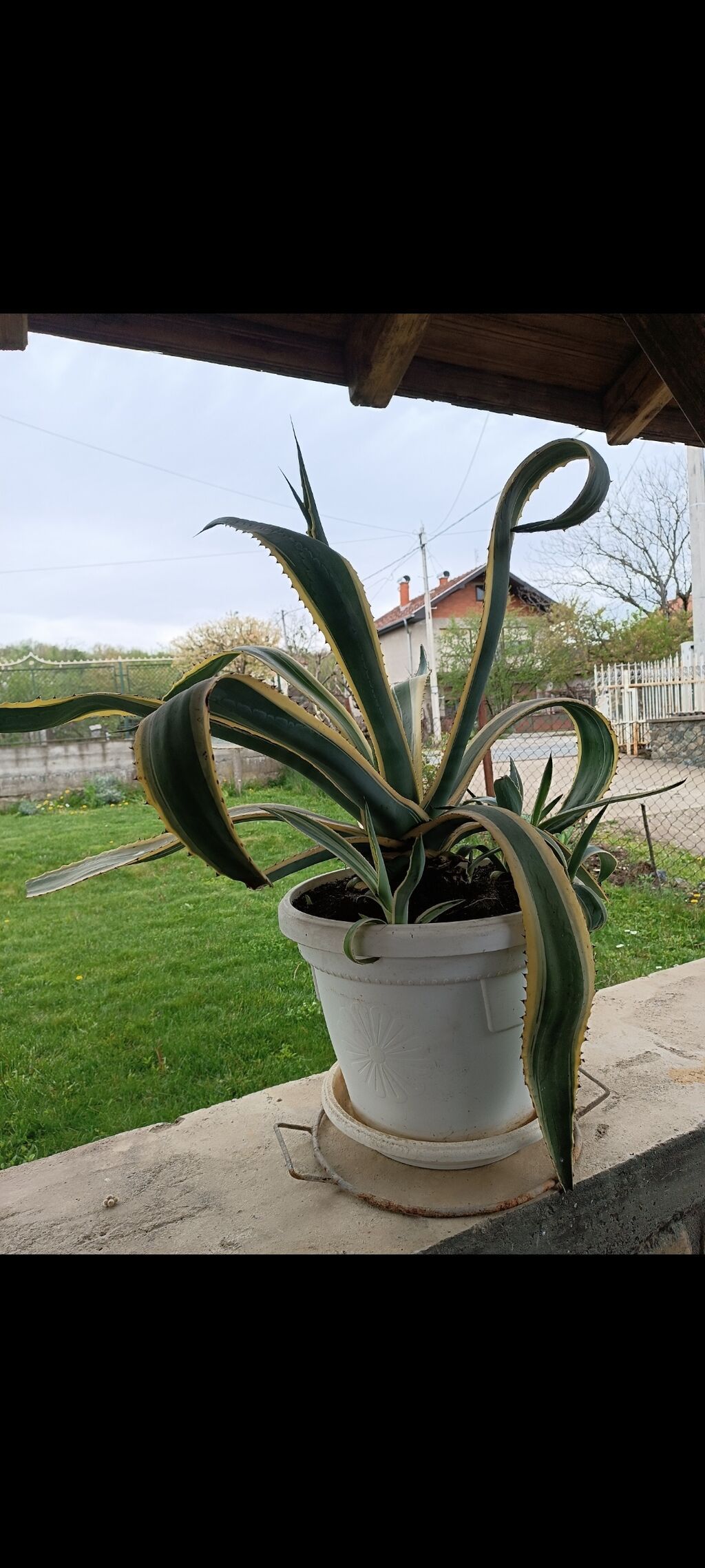 Ostale kućne biljke: Velika dekorativna sukulentna biljka u saksiji – Agava (Agave