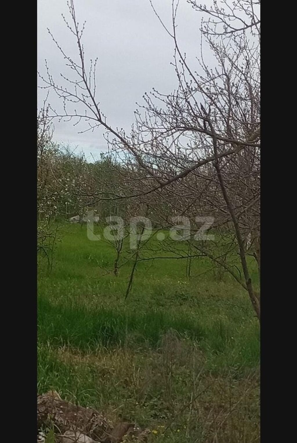 Kənd təsərrüfatı, Makler, Kupça (Çıxarış)