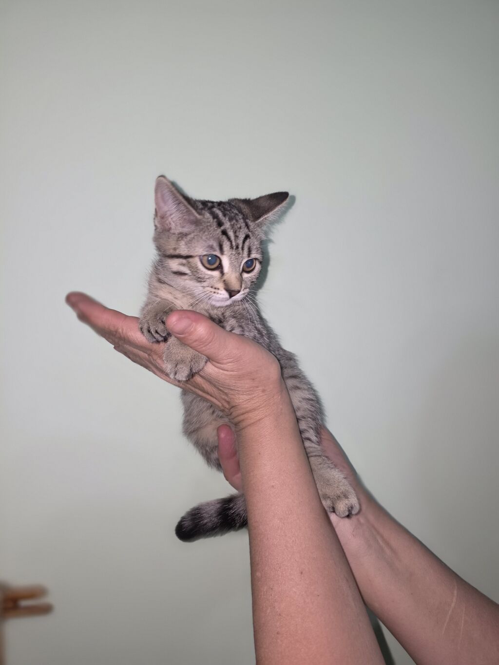 Скотиш Страйт (Шотландская прямоухая), 3 месяца, Девочка, Серый, С прививками: фото 2