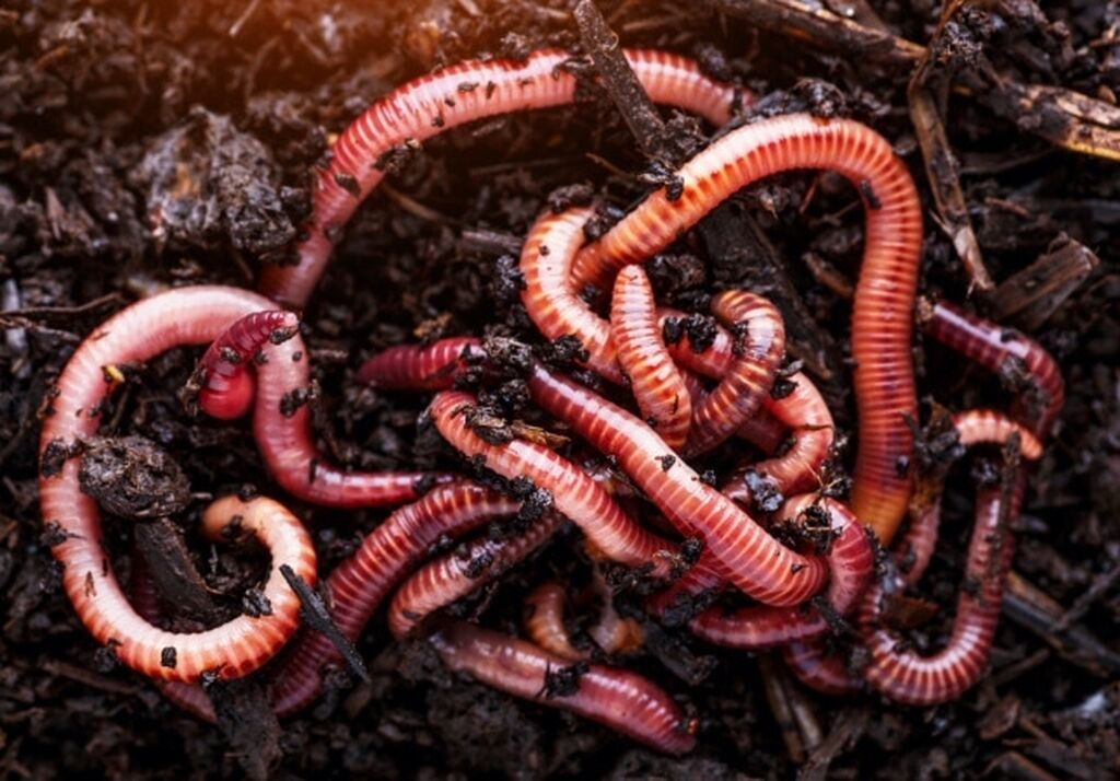 Живые черви купить. Калифорнийский червь Дендробена. Червь-Старатель и красный калифорнийский. Биогумус калифорнийский червь. Калифорнийские дождевые черви.