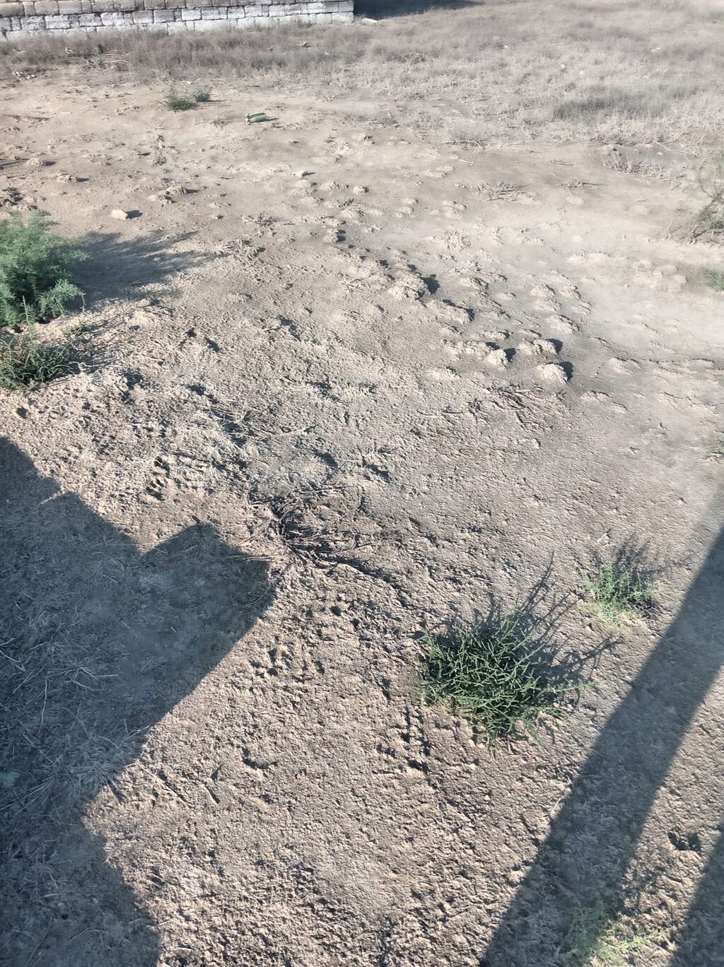 12 sot, Tikinti, Mülkiyyətçi, Kupça (Çıxarış)