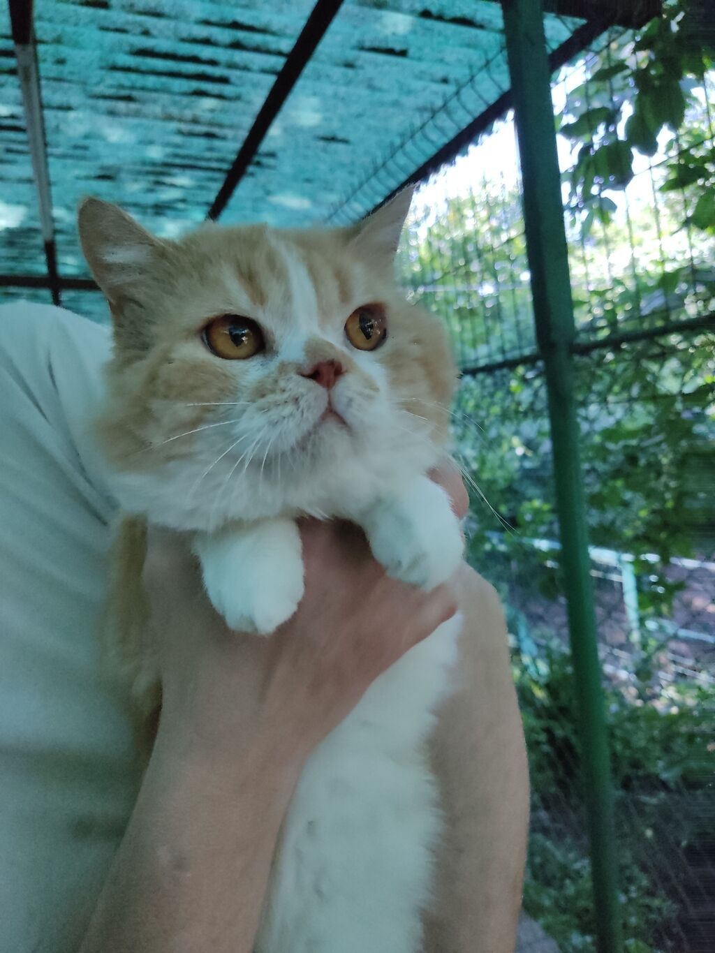 Скотиш Страйт (Шотландская прямоухая), 4 года, Мальчик: фото 2