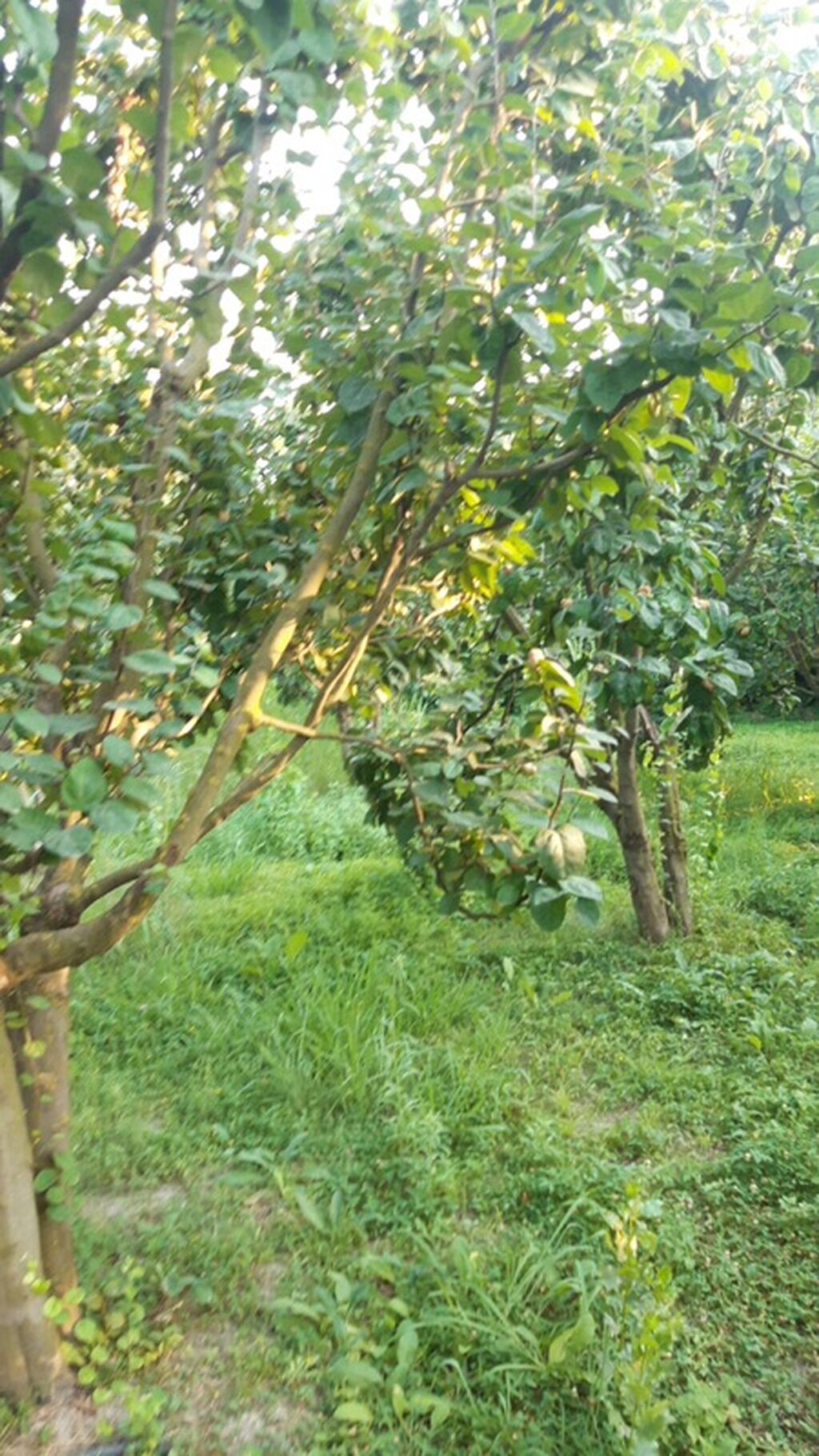 300 sot, Biznes üçün, Mülkiyyətçi, Kupça (Çıxarış)