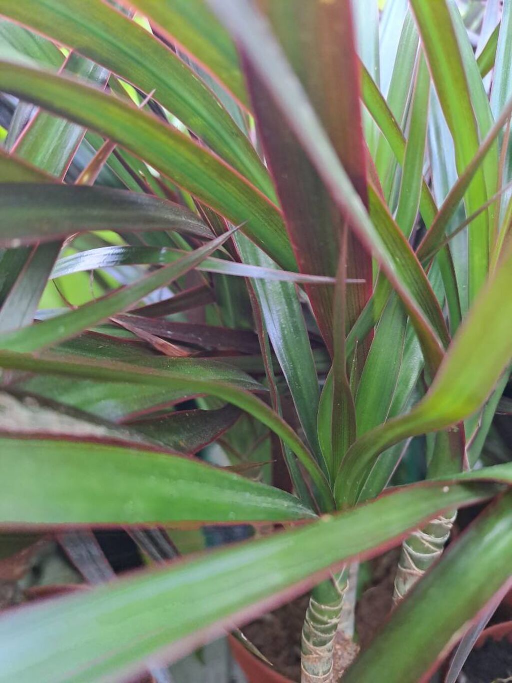Dracena Marginata, Drvo Zivota, velika, kvalitetna: 800 RSD  Ostale kune  biljke | Beograd | 34417773  lalafo.rs