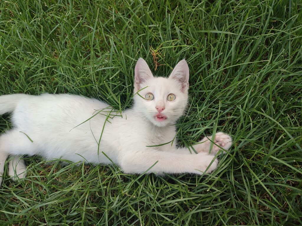 Кошка даром: Беспородная, 2 месяца, Мальчик: фото 3