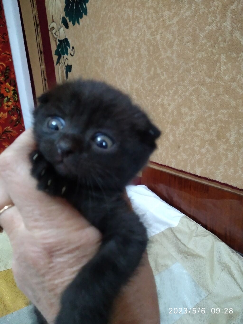 Как выглядят вислоухие котята в 1 месяц