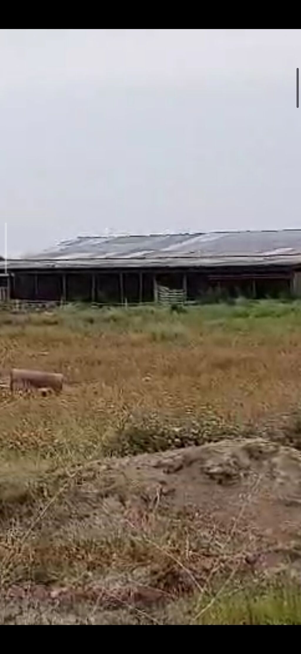 Ferma/Göyçayda 260 hektar sahədə ferma bütün avadanlıqlarla və fermada