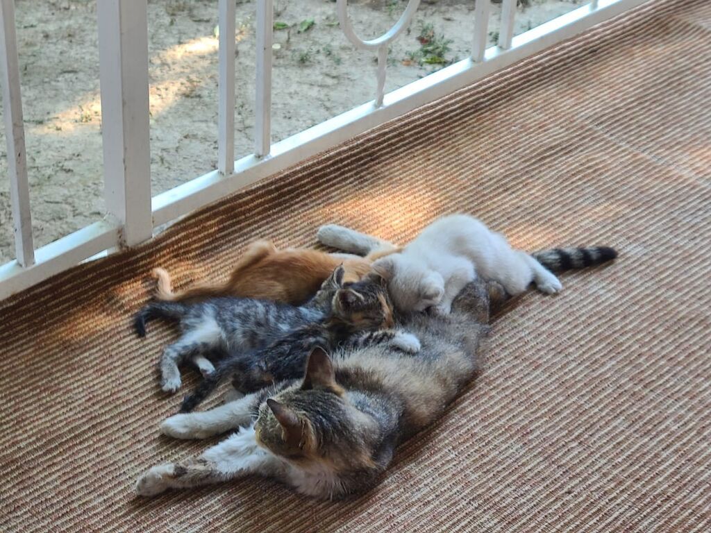 Котята от домашней кошки - Помёт разноцветных котят: есть трёхцветные — фото 2