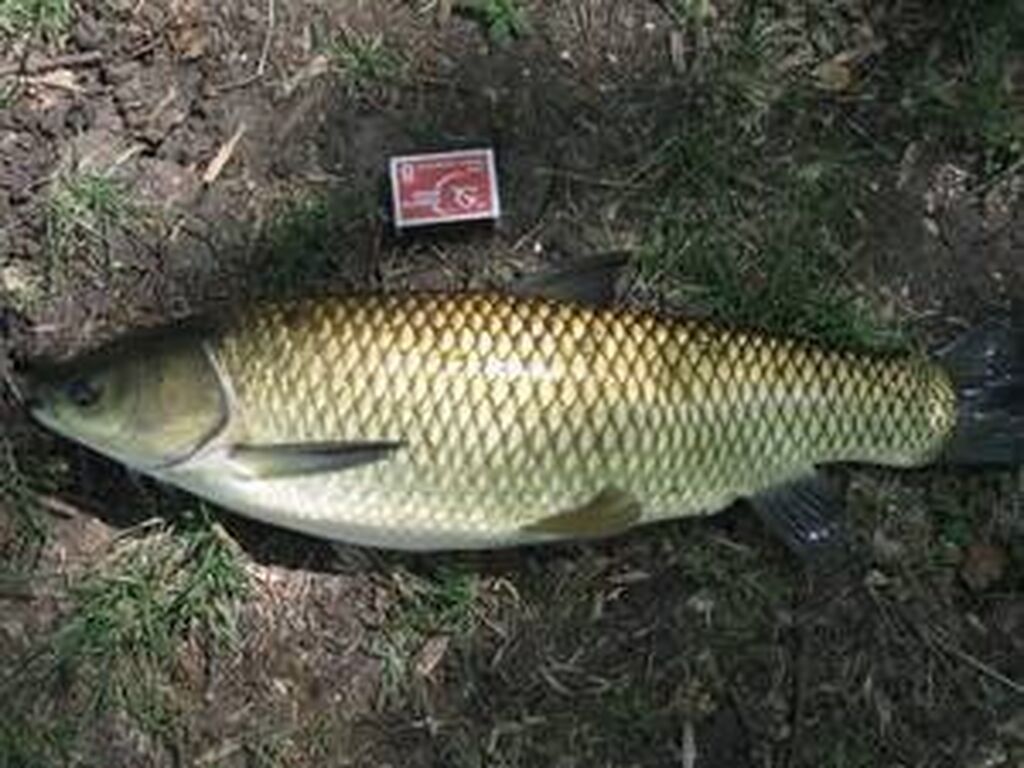 Продаю рыбу: (не вонючая. Пруд проточный)Рыба: 200 KGS Мясо, рыба ...