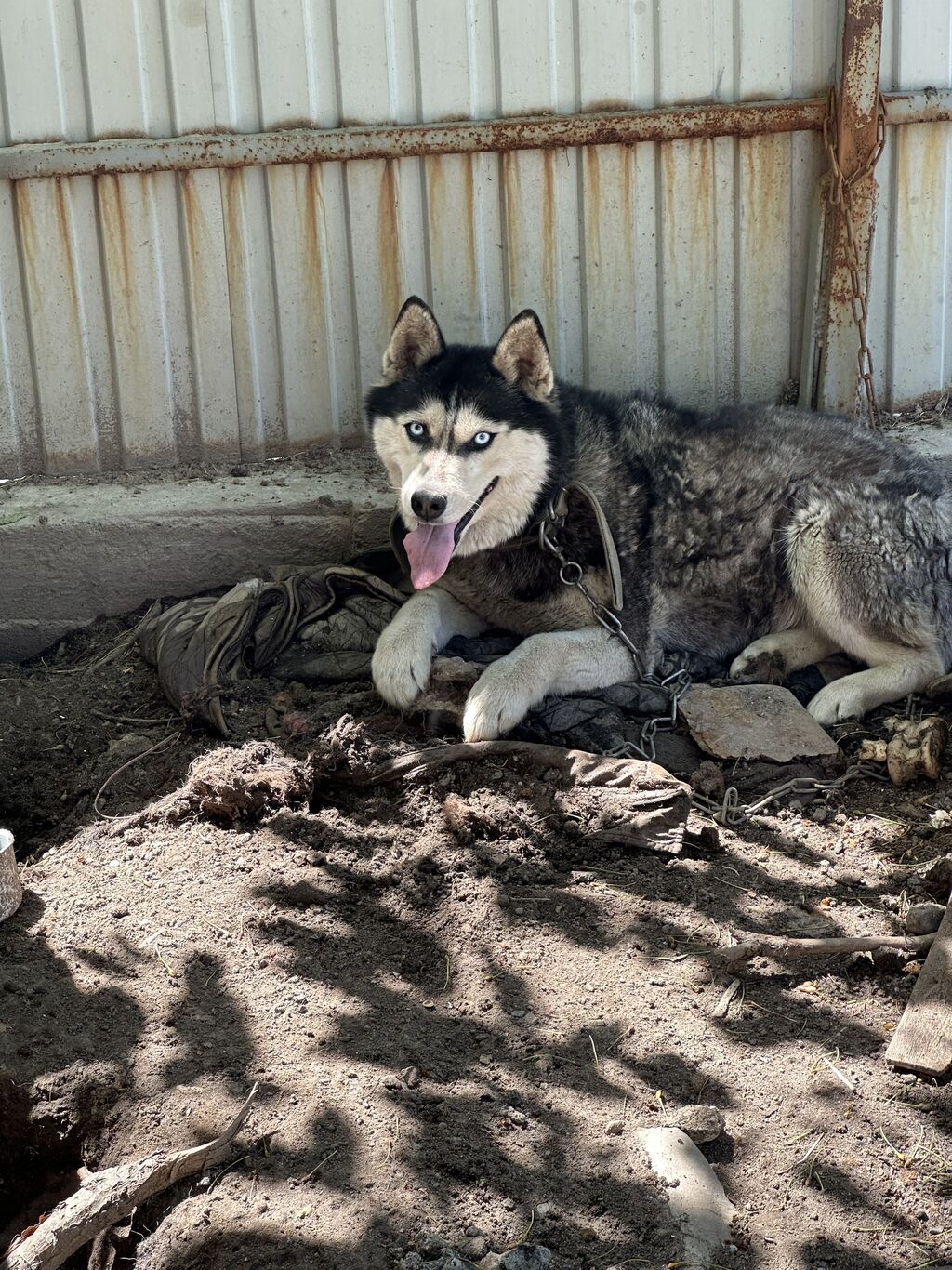 Чистокровная хаски девочка . 4 года: 2500 KGS ᐈ Собаки | Новопавловка |  33866522 ➤ lalafo.kg