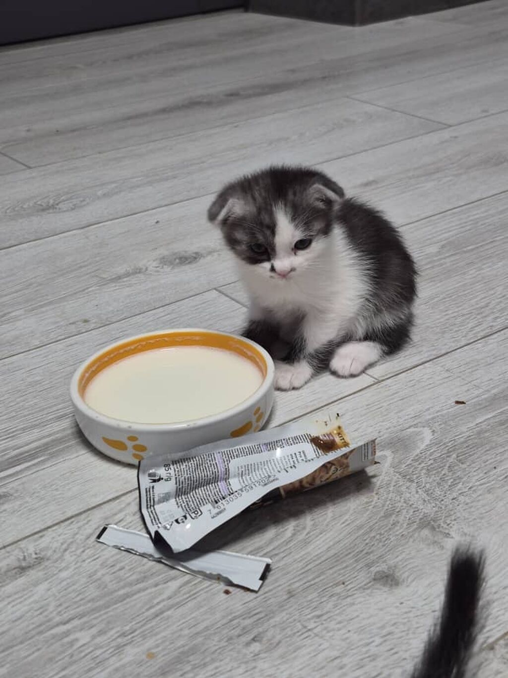Отдаем бесплатно Шотландские вислоухие котята — фото 4