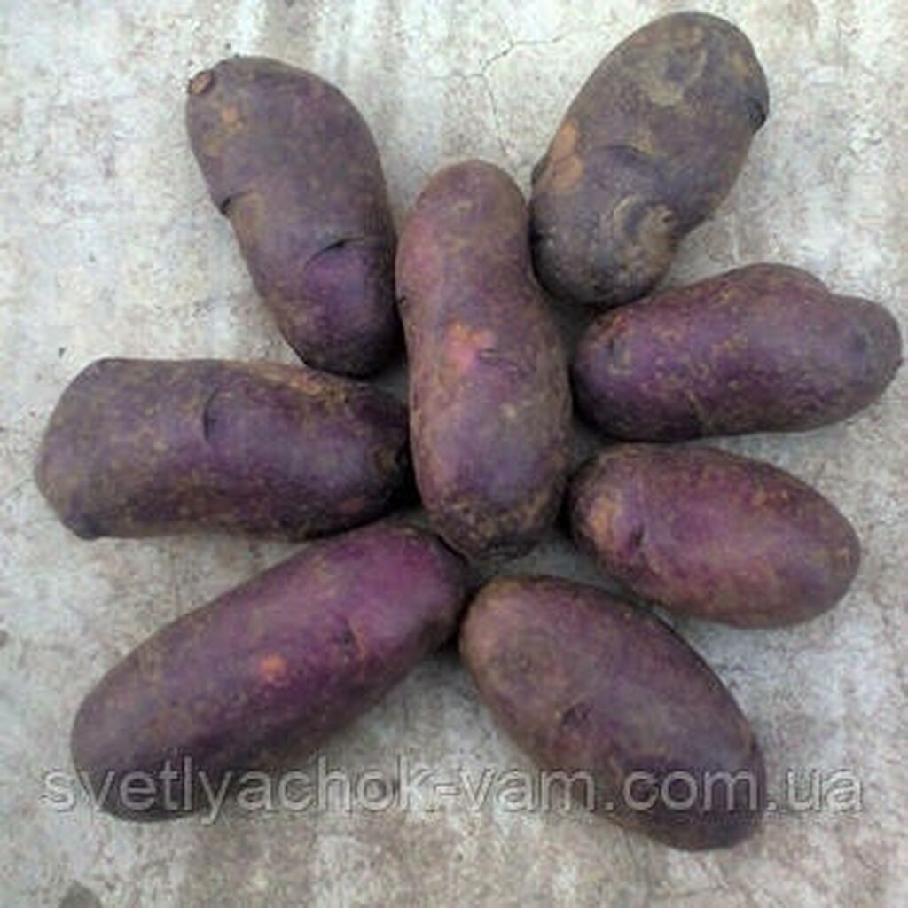 Сорт картофеля цыганка