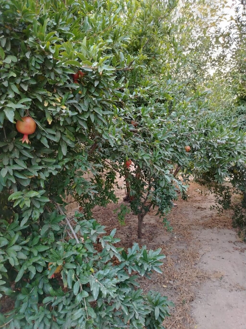 4-room house for sale in Maştağa, 150 m², 132 000 AZN, photo 2 / 12