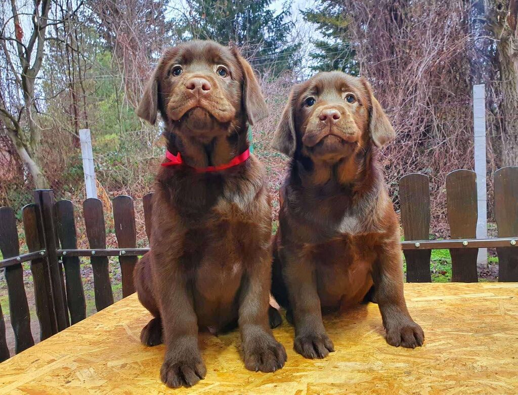 Psi: Izuzetna cokoladna štenad labrador retrivera oštenjena 2. Novembra