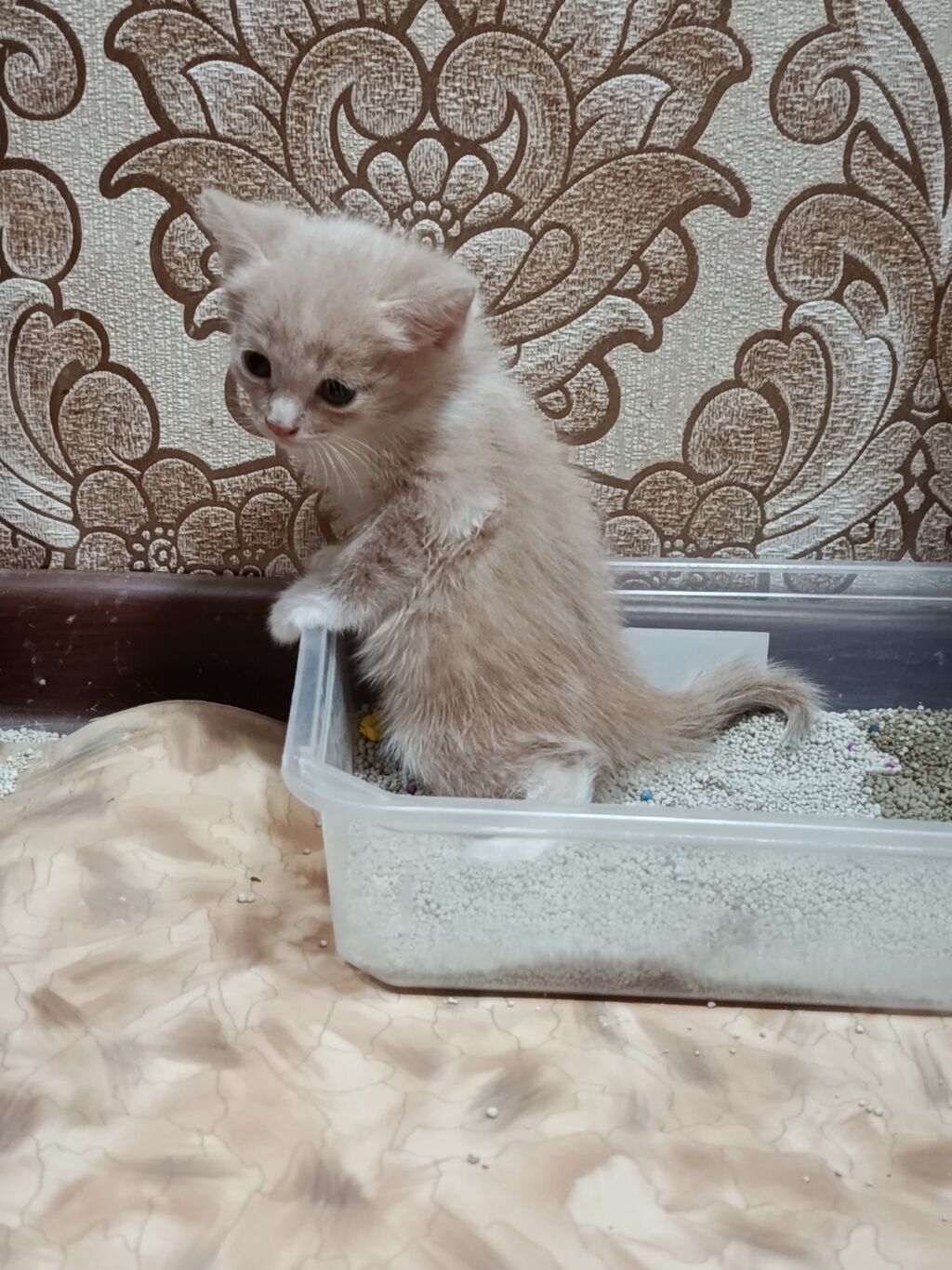 Отдаем в добрые руки Котёнок мальчик. В еде не привередливый. Ходит: фото 4