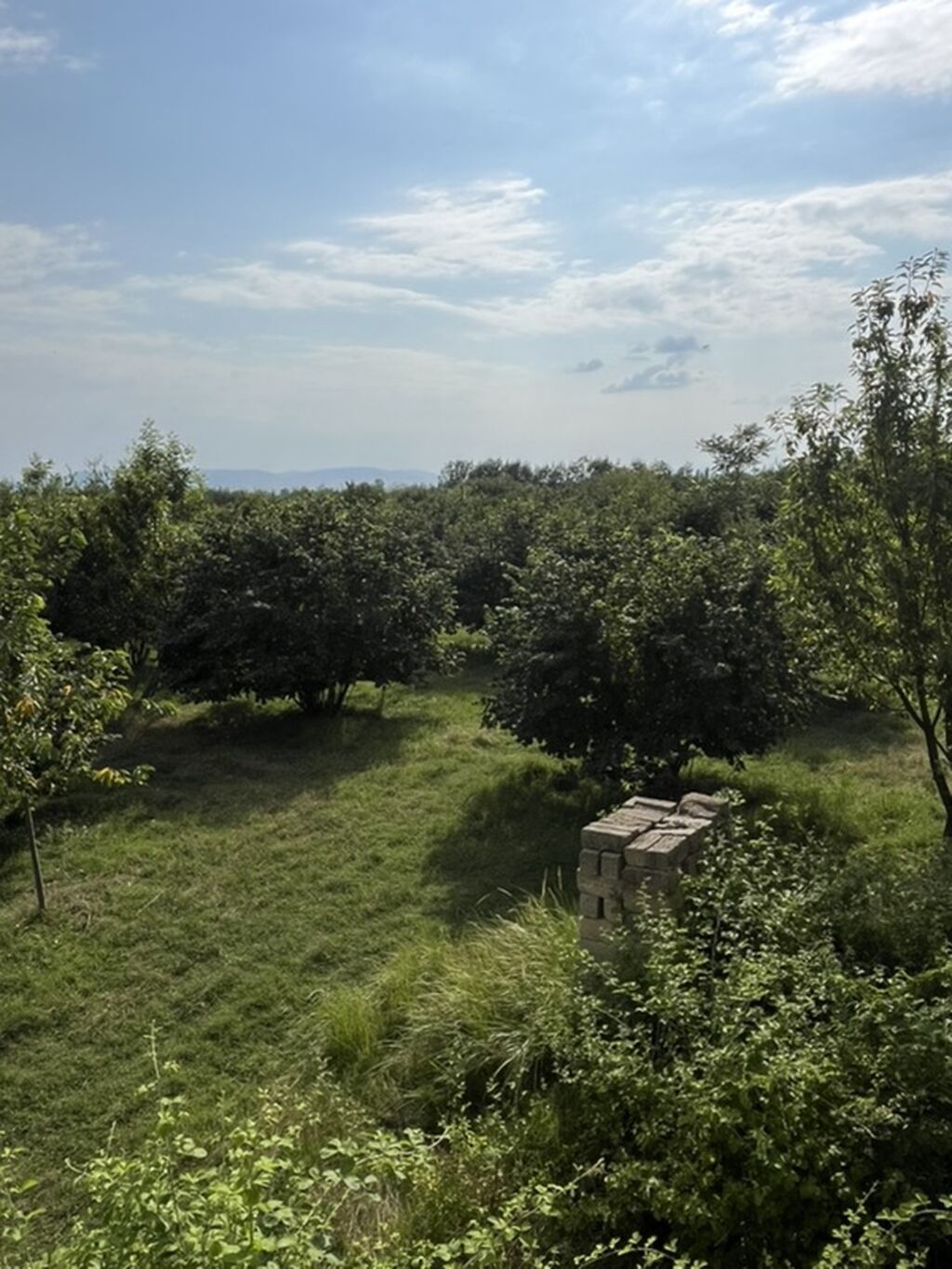 6 sot, Tikinti, Kupça (Çıxarış)