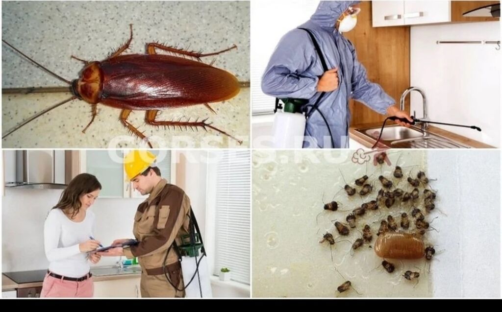 Появились тараканы в квартире что делать