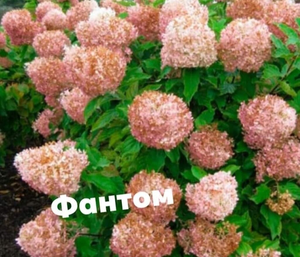 Посадка фантом