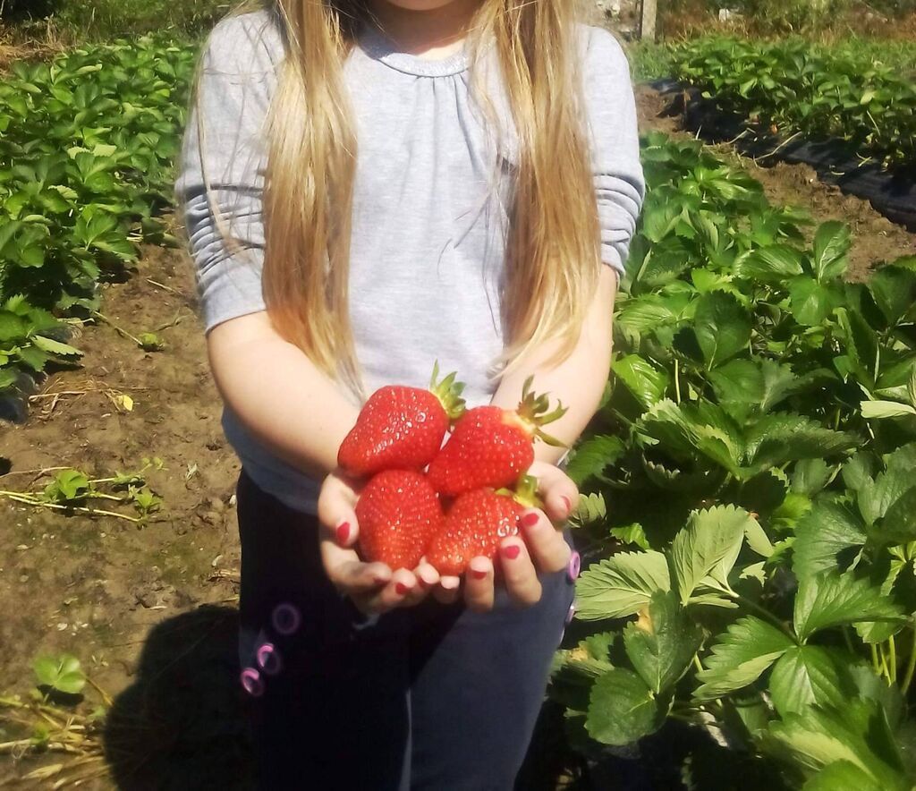 Semena i sadnice: Rasadnik jagoda ima u ponudi sadnice italijanskih sorti. Sadnice su iz