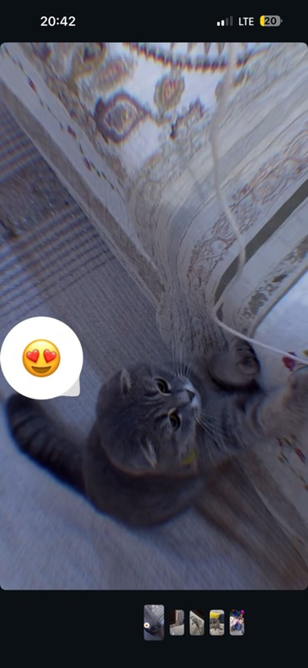 Шотландская вислоухая кошка (Scottish Fold) - Порода: шотландская: фото 2