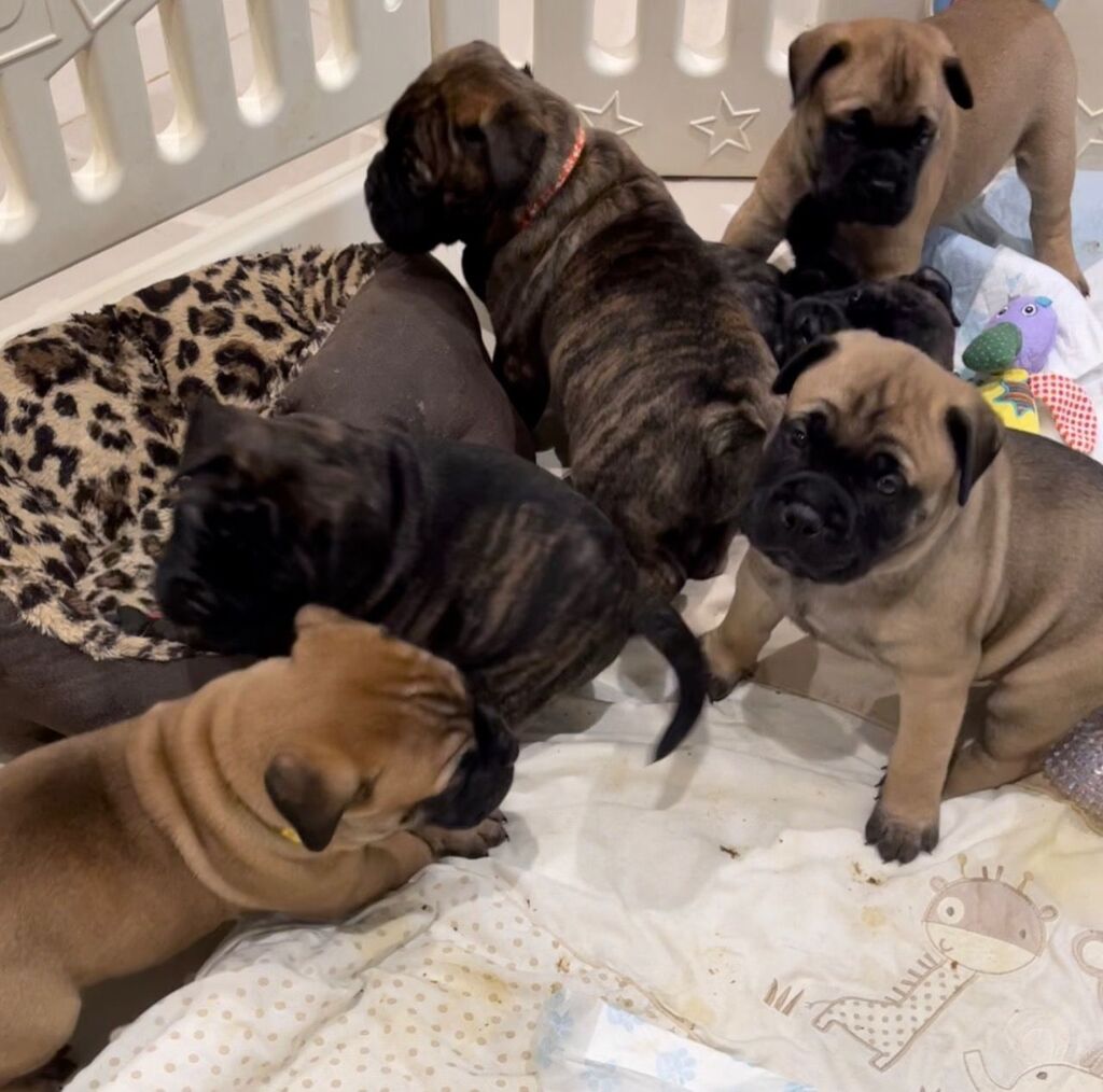 Arsenika Kai 8hlyka Koytabia Bullmastiff Dia8esima Kai Etoim 200 Eur Athens Elan Yaradilib 04 Aprel 2021