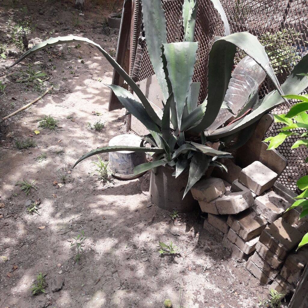 Xurma Ve Aloye Agaclari Xurma G zel Yarasigida Var Raz la ma Yolu 