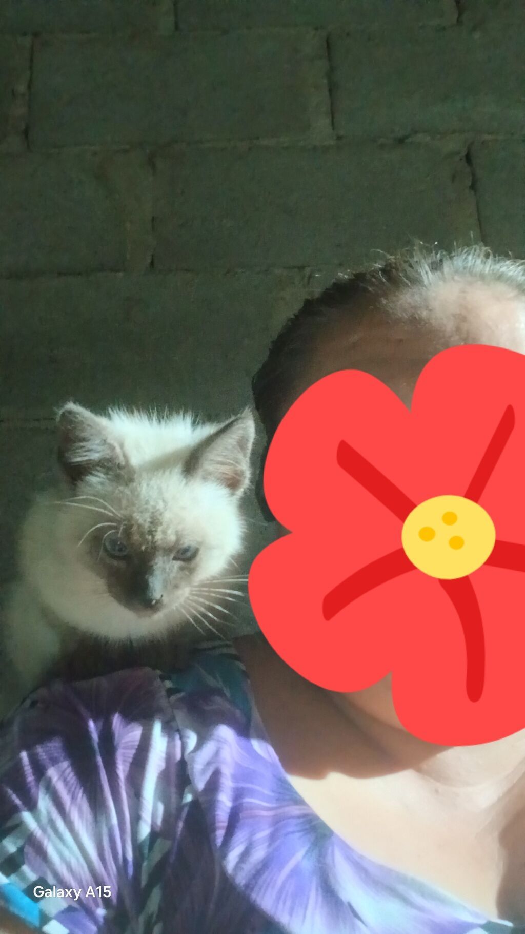 Котёнок с сиамским окрасом (поинтовый). Ласковый, контактный, любит — фото 2