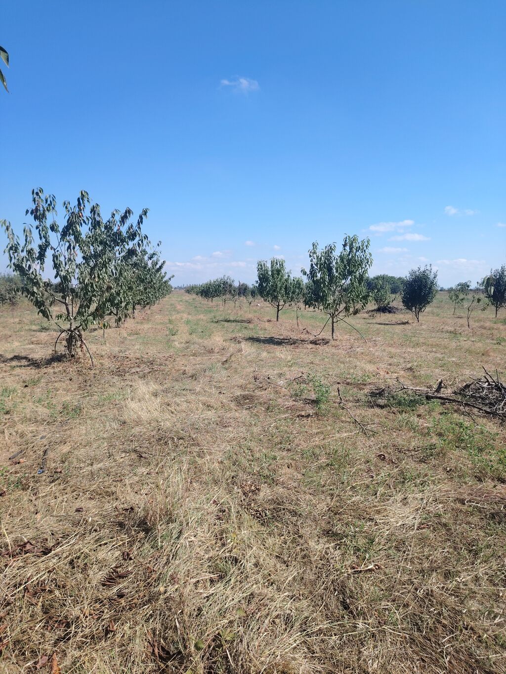 94 sot, Kənd təsərrüfatı, Maklerlər narahat etməsin