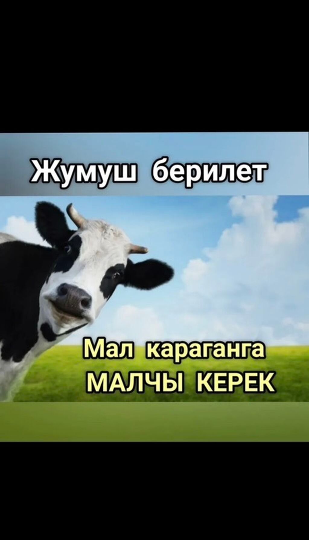 Вакансия пастуха для выпаса скота