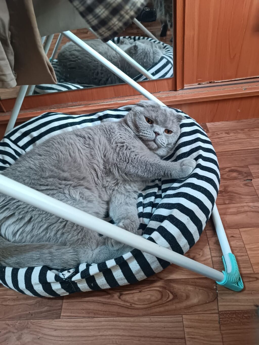 Шотландская вислоухая кошка (Scottish Fold), окрас — лиловый Пропал: фото 4