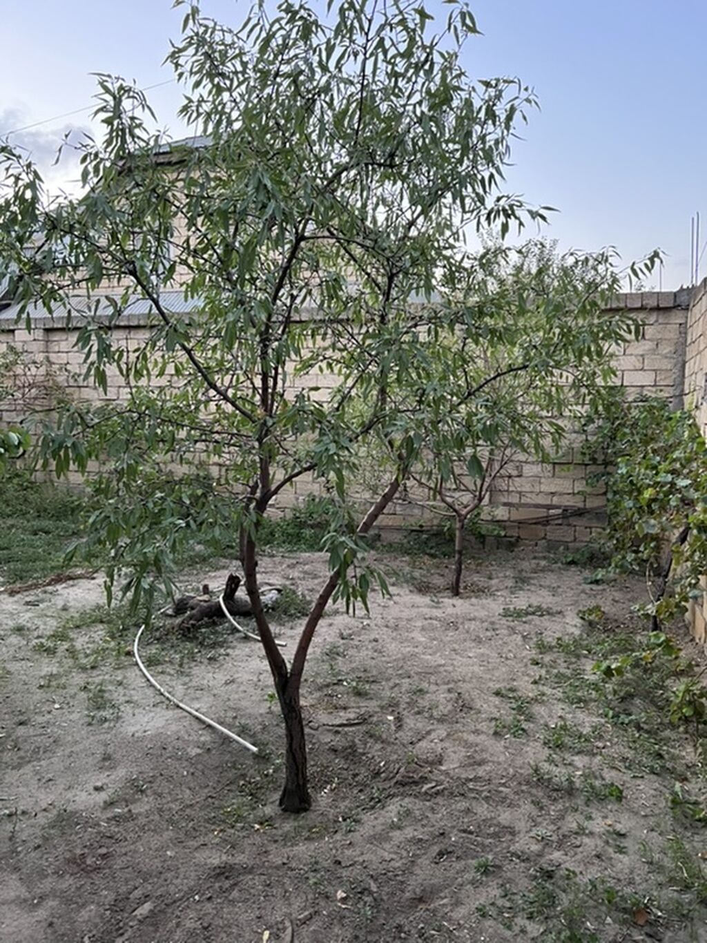 Sarayda torpağ 2.5 sotdu. Bu həyəti alan özü üçün evdə tikə bilər
